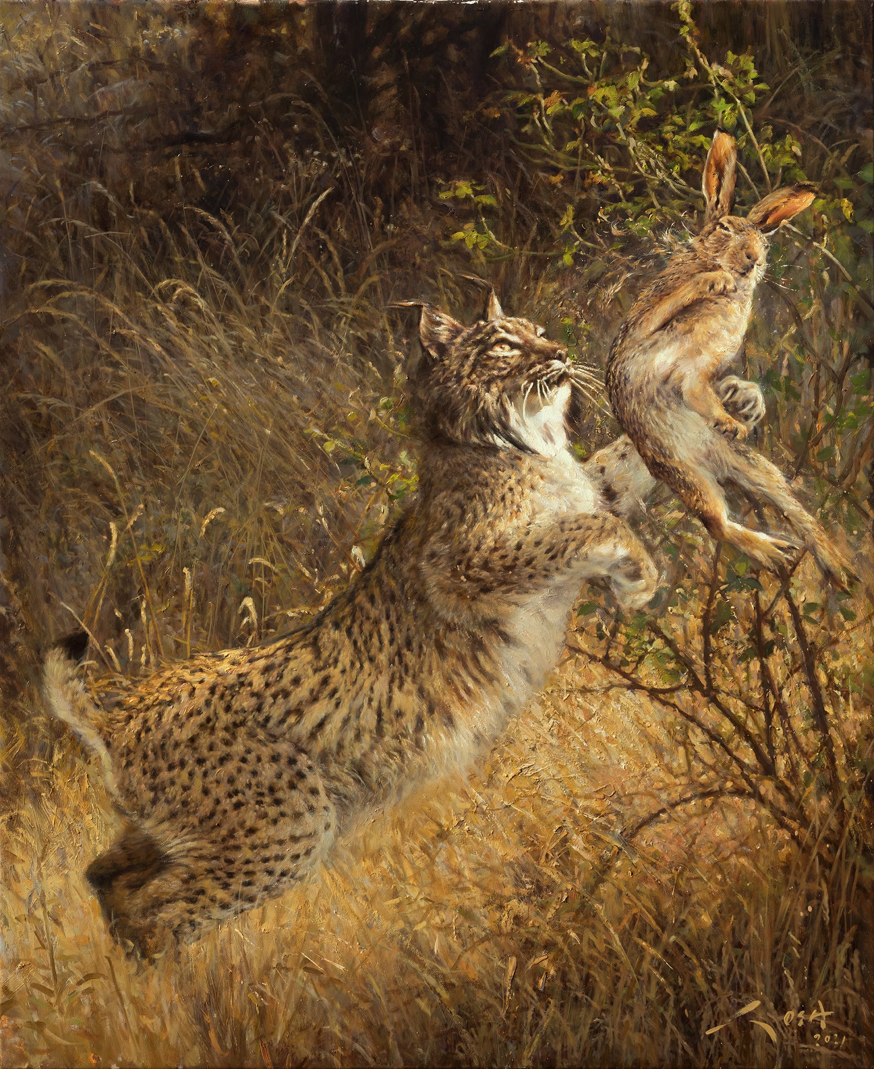 Lince ibérico cazando una liebre