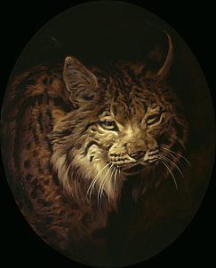 Cuadro de Lince ibérico ( Lynx pardina ). Cuadros de linces