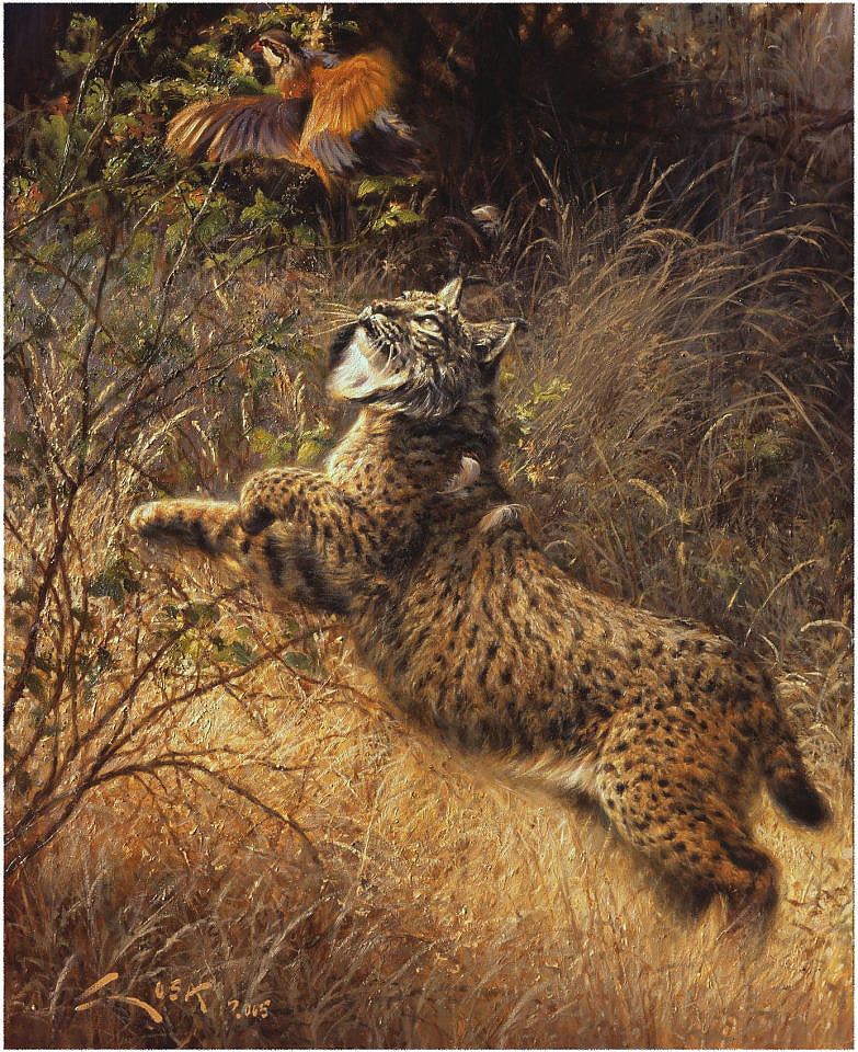 Lynx and Red-legged Partridge ( Lynx pardina ) & ( Alectoris rufa ) Lynx paintings