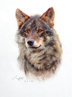 Iberian wolf painting - detail of the head