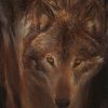 Lobo iberico ( Canis lupus signatus )