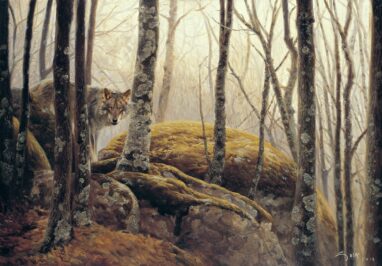 Immagini di lupi. Lupo iberico ( Canis lupus signatus ) nella foresta.
