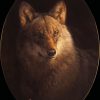 Bilder von Wölfen. Iberische Wölfe