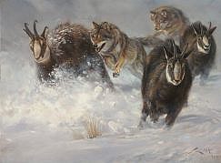 pictures of Chamois and Wolves
