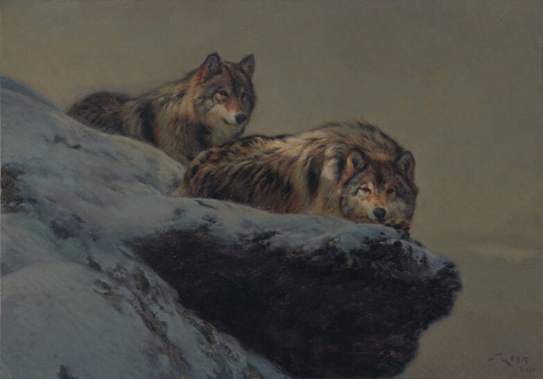 Pittura di due lupi che riposano nella neve