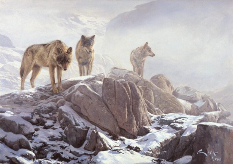 Immagini di lupi - Lupo iberico ( Canis lupus signatus ) nella neve. Immagine con i lupi