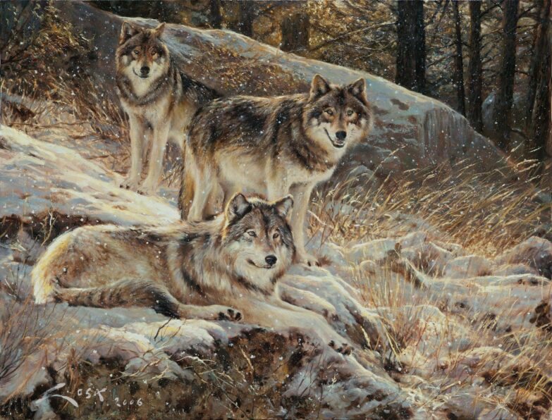 Three Northern European wolves Manuel Sosa © 2006