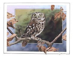 Little owl painting