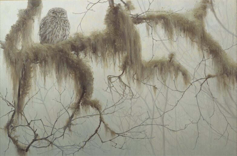 Cuadro de un Mochuelo - Niebla en el bosque - cuadros