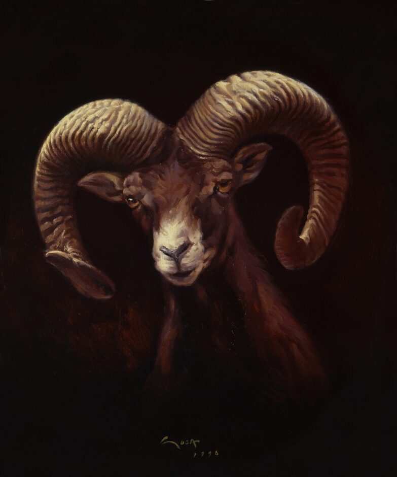 Muflon (Ovis orientalis musimon) cuadros de Muflón