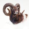 picture of Mouflon - head