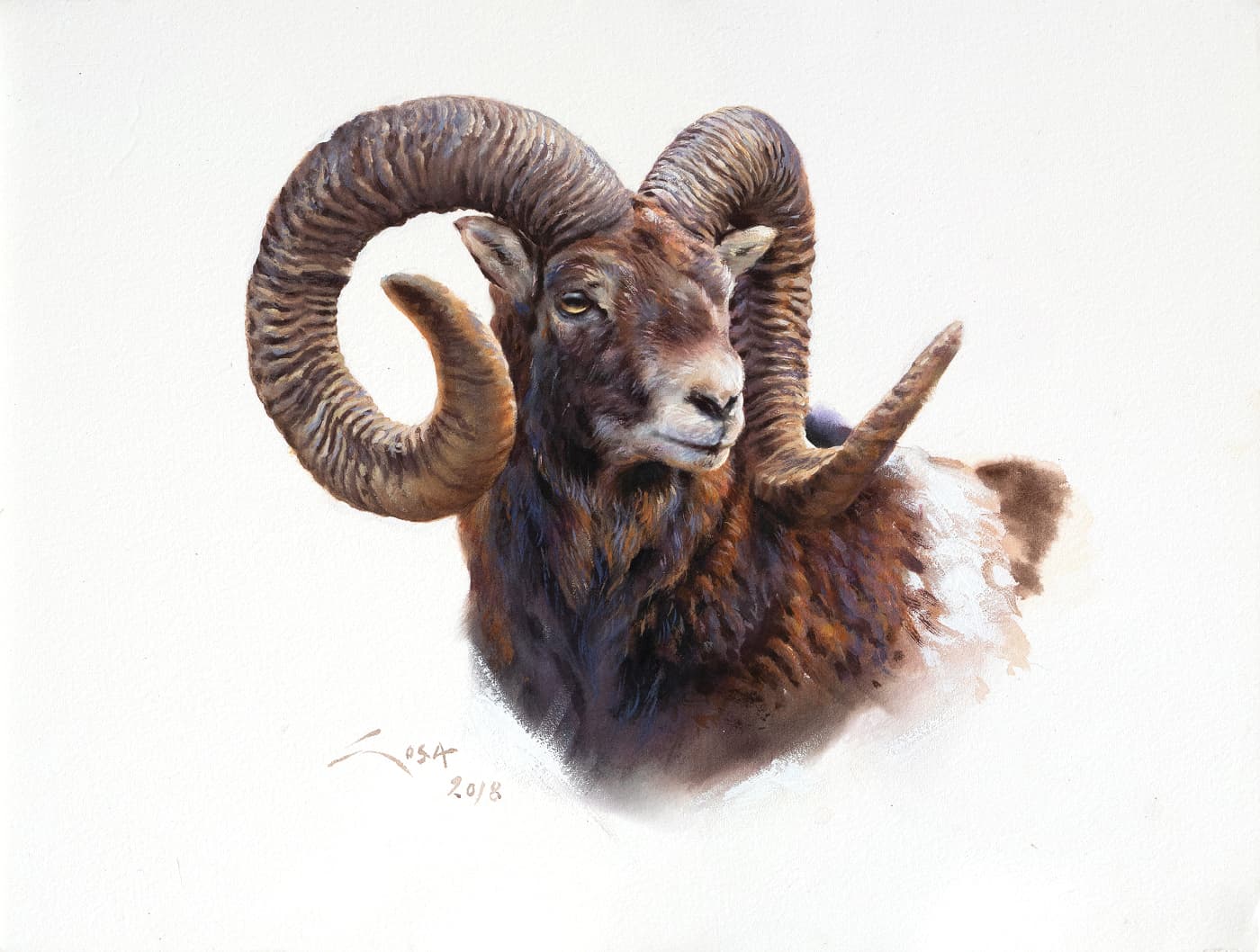 Mouflon paintings