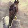 Golden Eagle (Aquila chrysaetos) painting