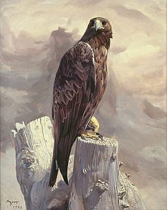 Aquila reale (Aquila chrysaetos)