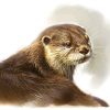 otter painting, Watercolour (Lutra lutra)