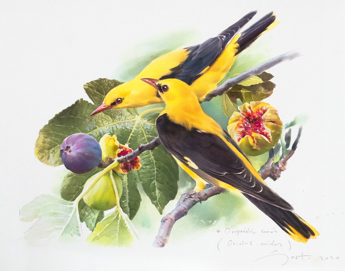 Watercolour of Golden oriole eating figs