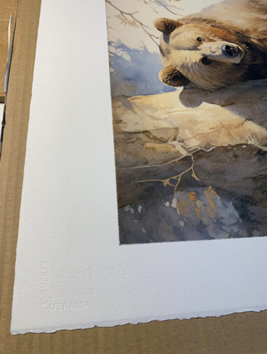 detalle del papel arches de la Edición limitada en Acuarela de un oso pardo trepando un arbol