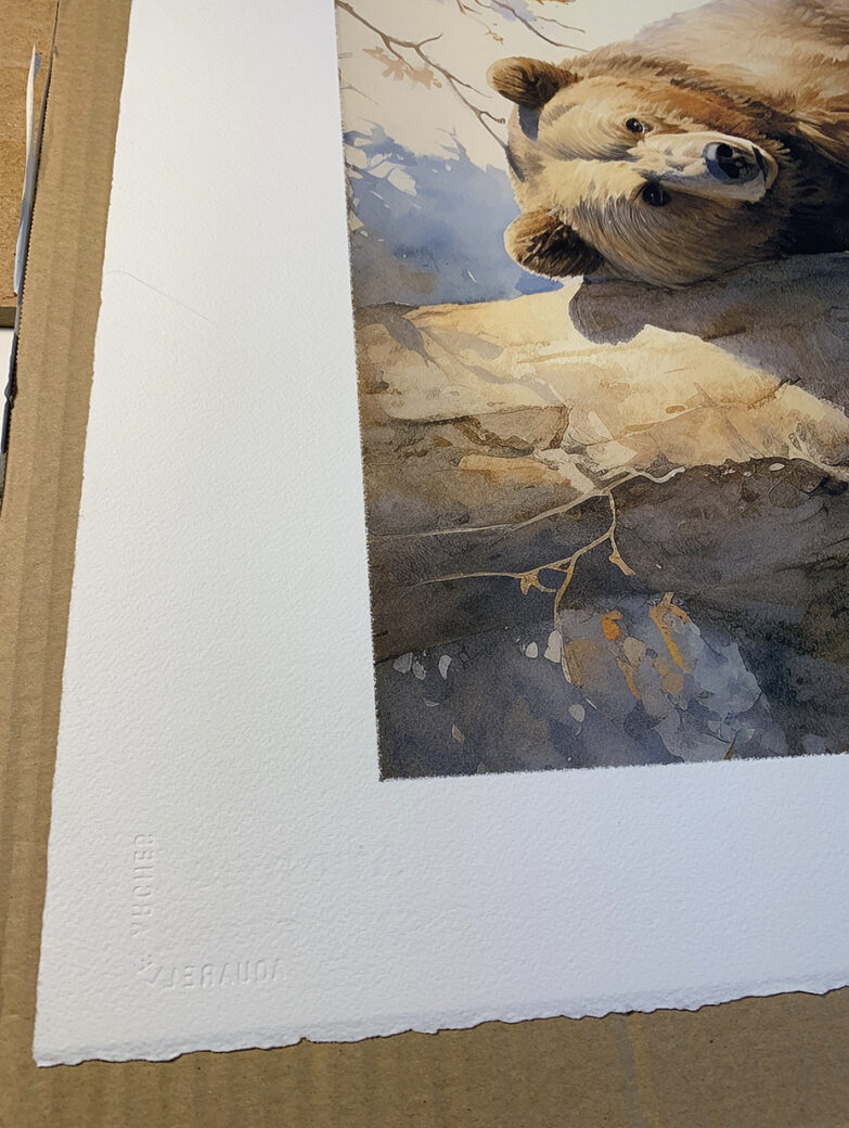 detalle del papel arches de la Edición limitada en Acuarela de un oso pardo trepando un arbol