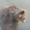 Brown Bear ( Ursus arctos ) painting