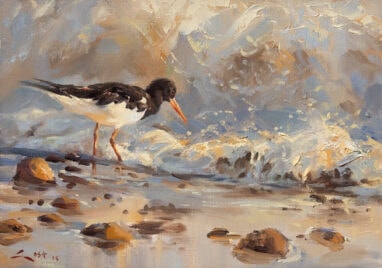 Oystercatcher