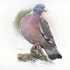 Bild von Wood Pigeon