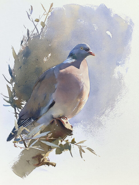 Pintura a la acuarela de una paloma torcaz en rama.
