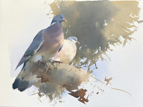 Acuarela de dos palomas torcaces posadas en una rama.