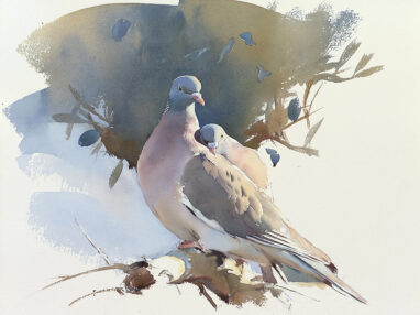 Pintura a la acuarela de dos palomas torcaces juntas.