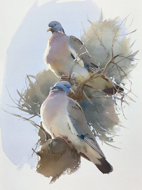 Pintura a la acuarela de dos palomas torcaces en ramas.