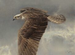 Quadro del falco pescatore (Pandion haliaetus)