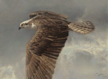 Cuadro de Aguila Pescadora (Pandion haliaetus)
