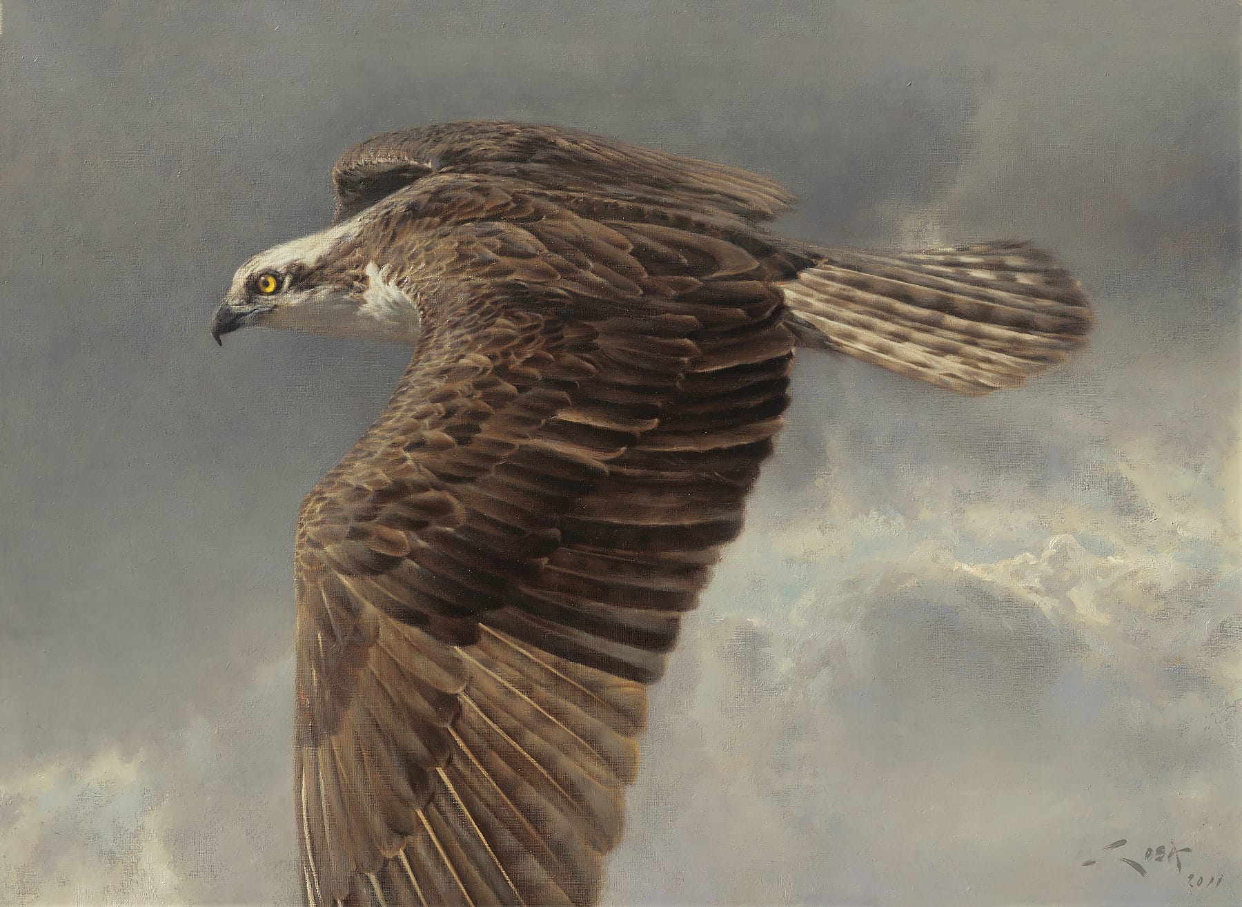 Osprey (Pandion haliaetus) painting