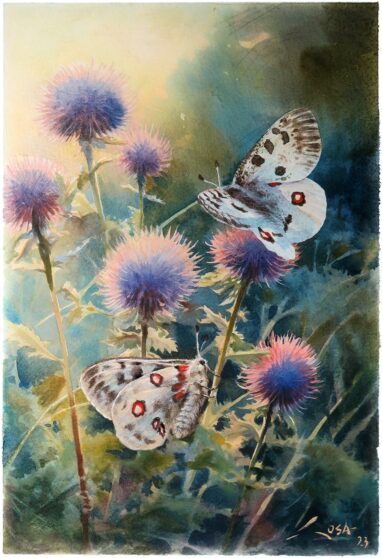 Mariposa Apolo (parnassius apollo)