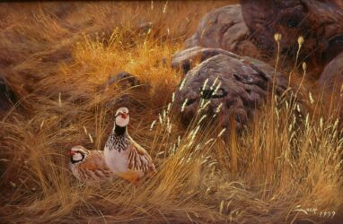 Two red-legged partridges - painting