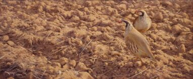 Red-legged partridges on fallow land - painting