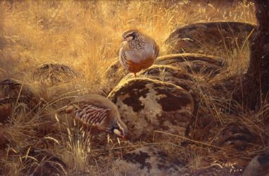 Perdices rojas en Septiembre - pintura