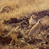 Red-legged partridge partridge painting