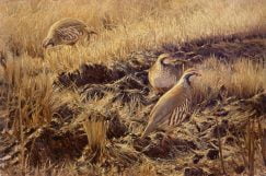 Painting of partridges in a harvest