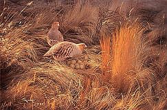 Brown partridge. Pictures of partridges