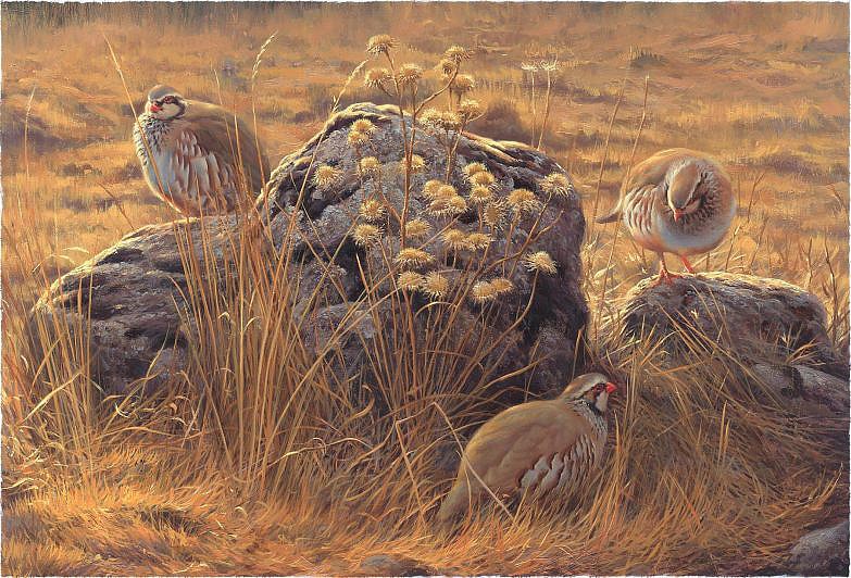 Painting of red partridges and thistles