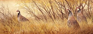 Red partridges on broom - partridge painting
