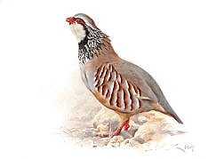 picture of Red-legged Partridge