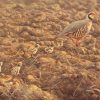 Red-legged Partridge (Alectoris rufa) and chicks. Paintings of partridges