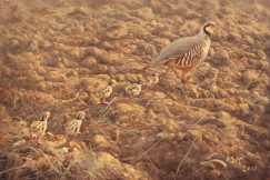 Red-legged Partridge (Alectoris rufa) and chicks. Paintings of partridges