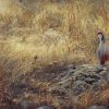 Picture of Red-legged Partridge (Alectoris rufa). Pictures of partridges