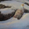 Peinture d'une perdrix brune (Perdix perdix). Peinture de Manuel Sosa