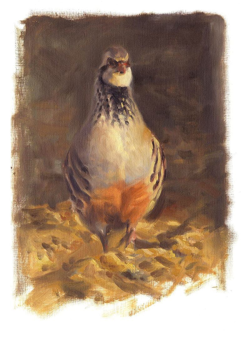 Oil study of a Red-legged Partridge (Alectoris rufa). Painting of Partridges