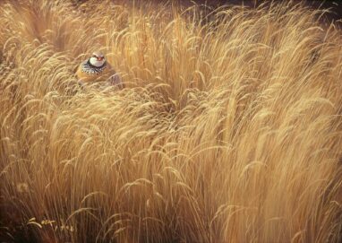 Pernice solitaria - Pernice rossa - pittura ad olio