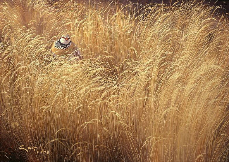 Painting of a Red-legged partridge in grass