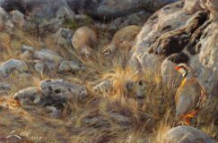Red-legged partridge watching